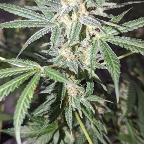 Tangie growlog timeline photo