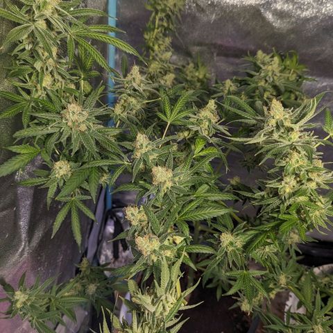 Tangie growlog timeline photo