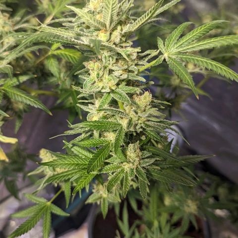 Tangie growlog timeline photo