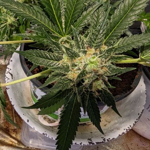 Cannatonic CBD growlog timeline photo