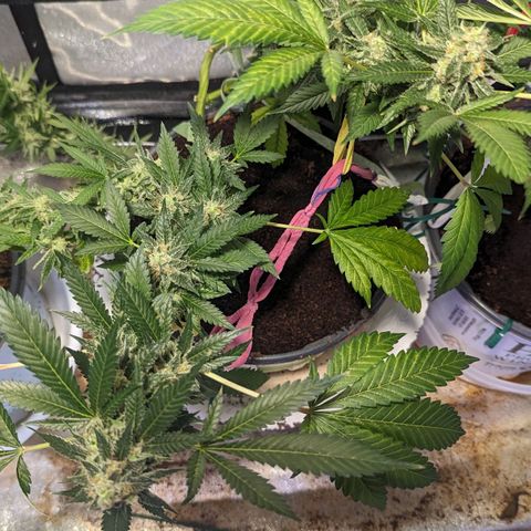 Cannatonic CBD growlog timeline photo