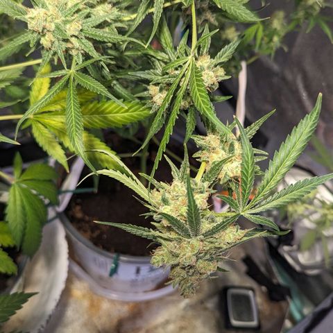 Moby Dick CBD growlog timeline photo
