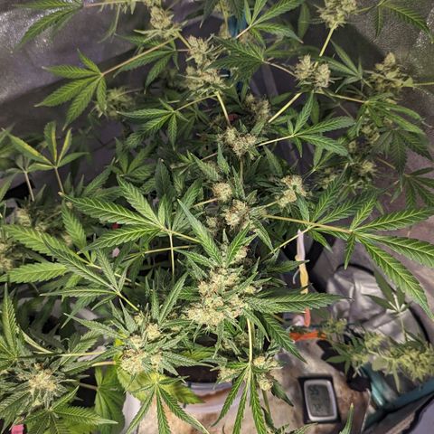 Moby Dick CBD growlog timeline photo