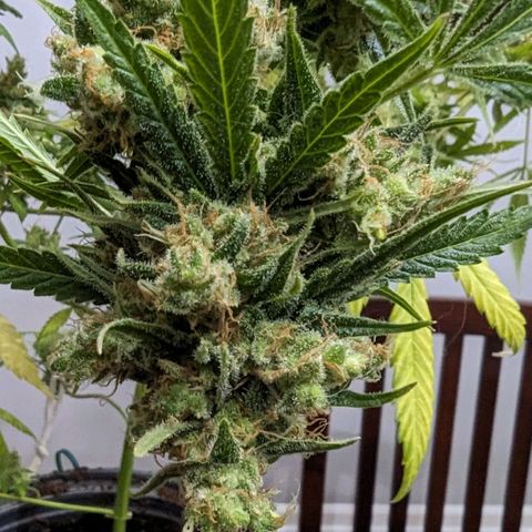 Cannatonic CBD growlog timeline photo