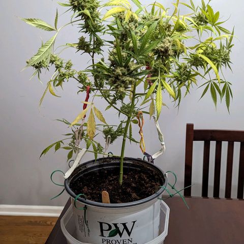 Cannatonic CBD growlog timeline photo