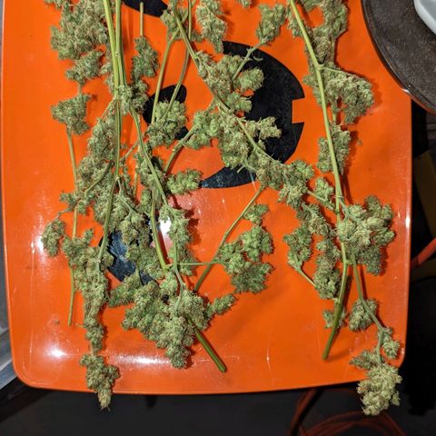 Cannatonic CBD growlog timeline photo