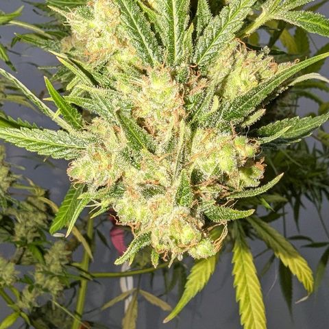 Cannatonic CBD growlog timeline photo