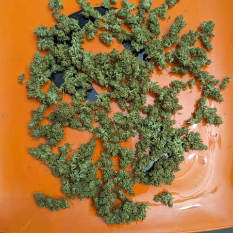 Cannatonic CBD growlog timeline photo