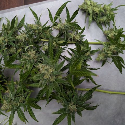 Tangie growlog timeline photo