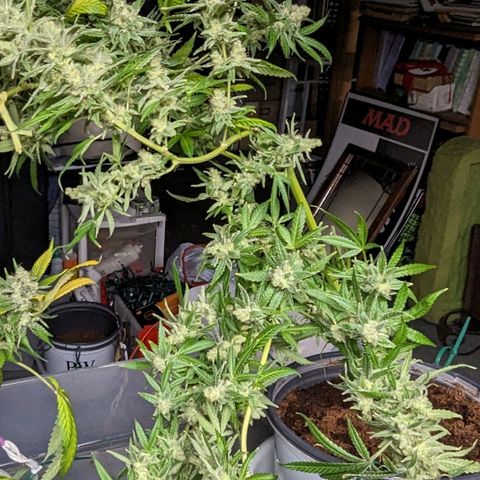Tangie growlog timeline photo