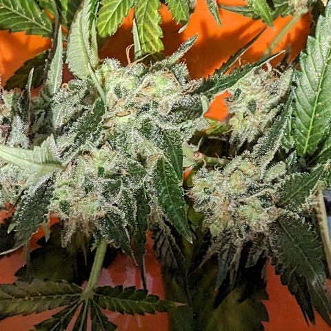 Moby Dick CBD growlog timeline photo