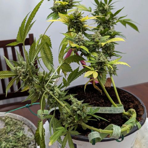 Moby Dick CBD growlog timeline photo
