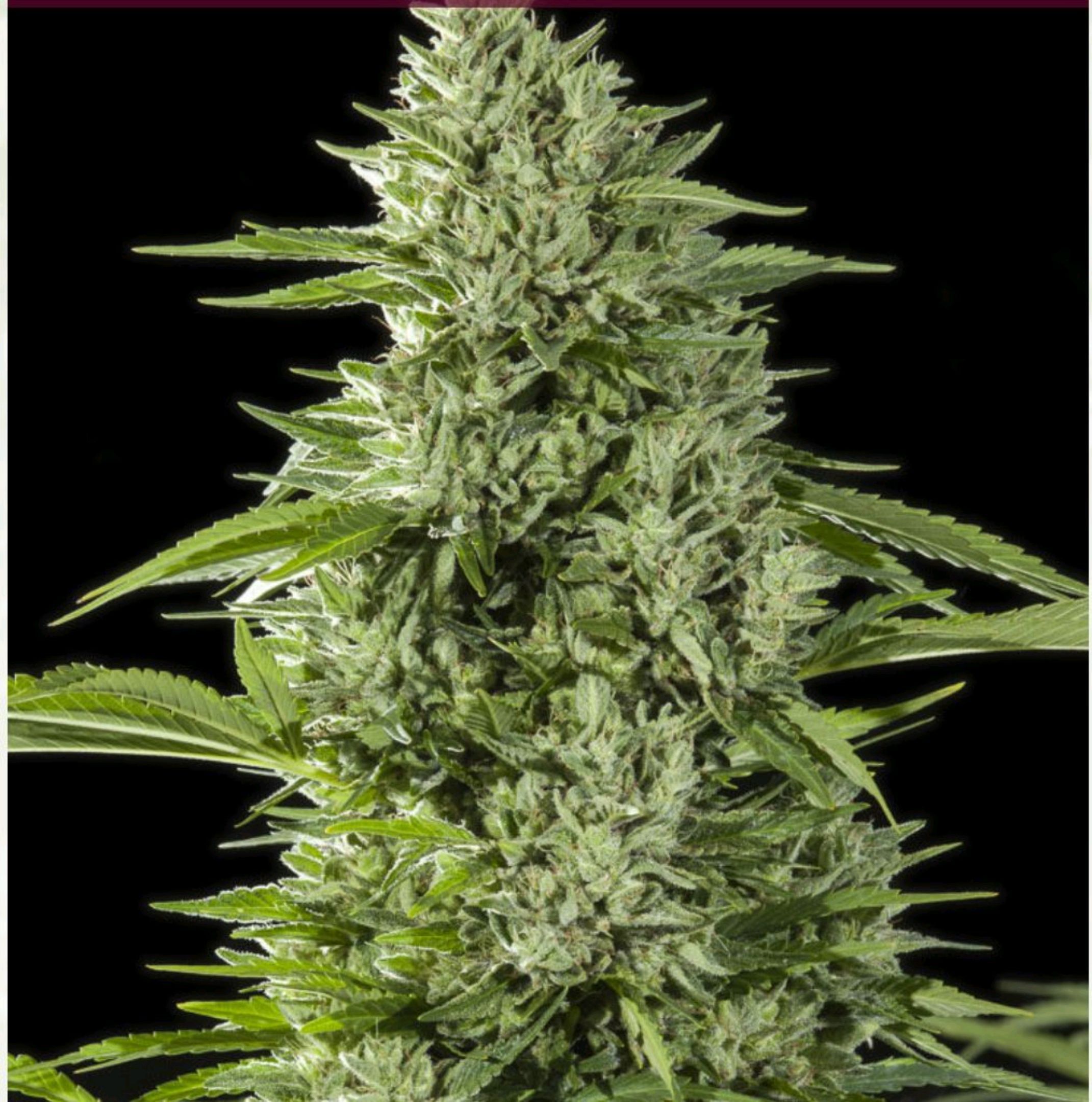 Gorilla Glue #4 growlog header