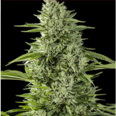 Gorilla Glue #4 growlog photo
