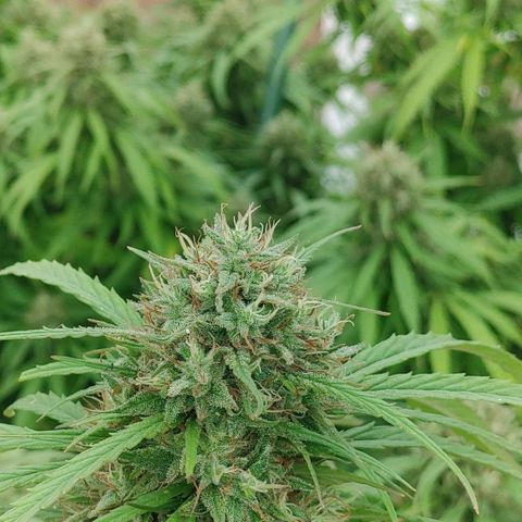 Gorilla Glue #4 growlog photo
