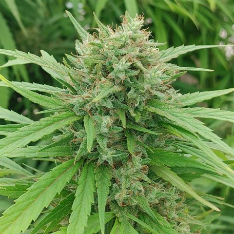 Gorilla Glue #4 growlog photo