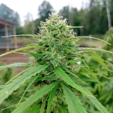Gorilla Glue #4 growlog photo