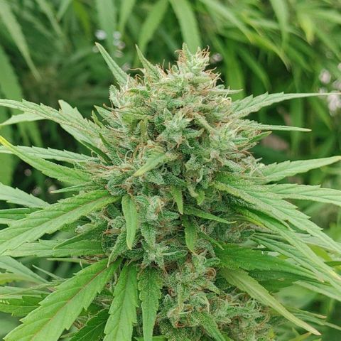 Gorilla Glue #4 growlog photo