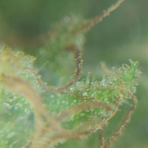 Gorilla Glue #4 growlog photo: Harvest tonight