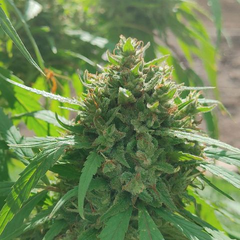 Gorilla Glue #4 growlog photo: Harvest tonight