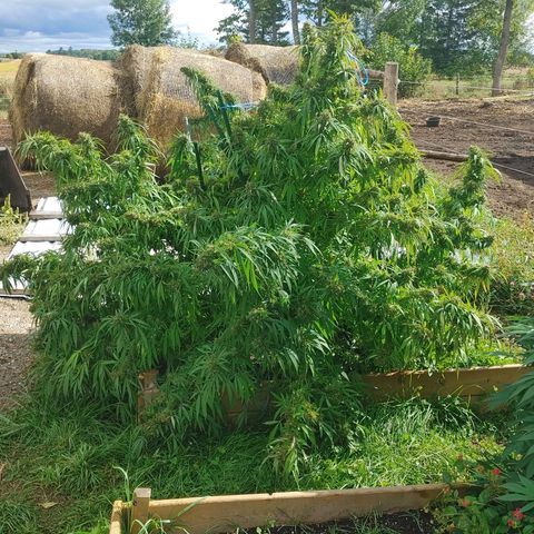 Gorilla Glue #4 growlog photo: Harvest tonight