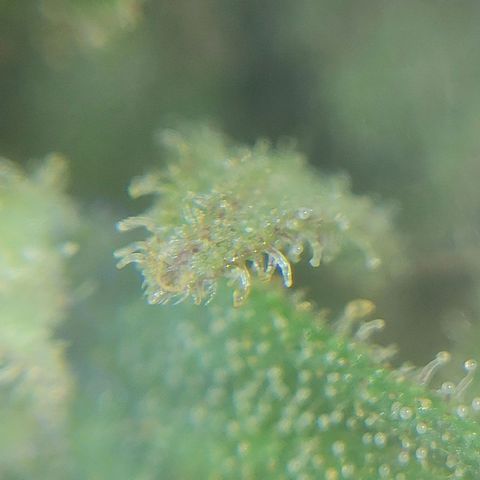 Gorilla Glue #4 growlog photo: Harvest tonight