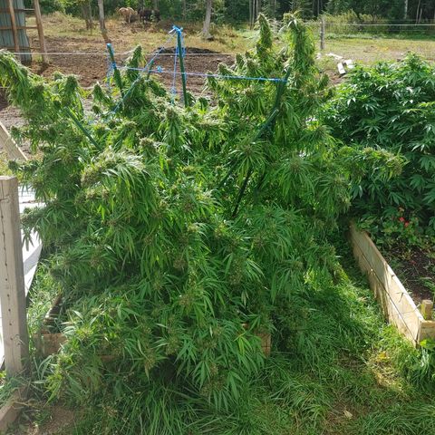 Gorilla Glue #4 growlog photo: Harvest tonight