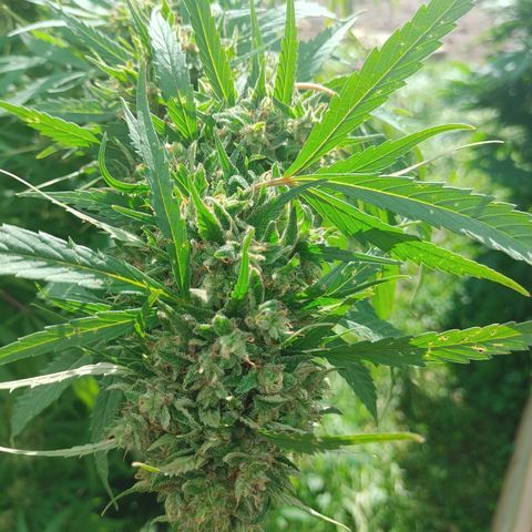 Gorilla Glue #4 growlog photo: Harvest tonight
