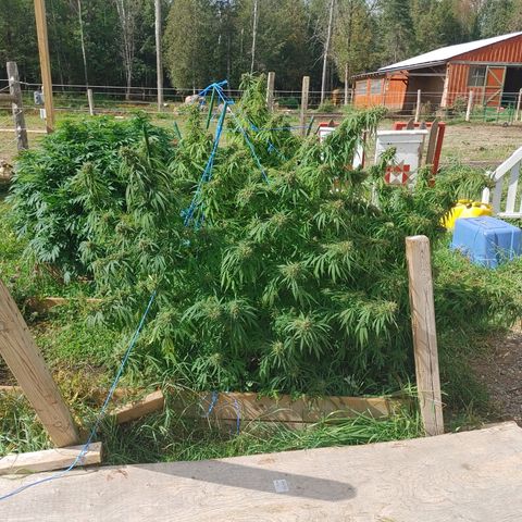 Gorilla Glue #4 growlog photo: Harvest tonight