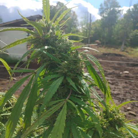 Gorilla Glue #4 growlog photo: Harvest tonight