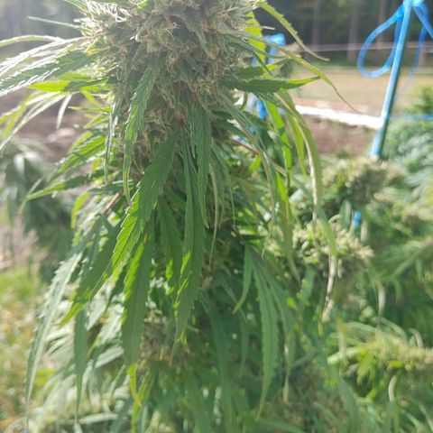 Gorilla Glue #4 growlog photo: Harvest tonight