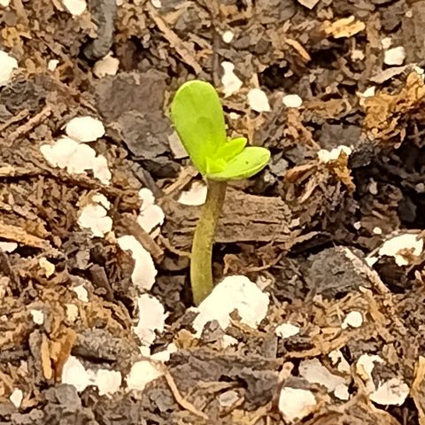 Trainwreck Auto growlog timeline photo