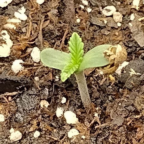 Trainwreck Auto growlog timeline photo