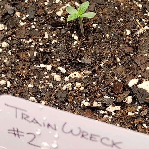 Trainwreck Auto growlog timeline photo