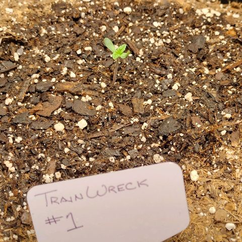 Trainwreck Auto growlog timeline photo