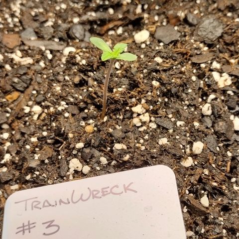 Trainwreck Auto growlog timeline photo