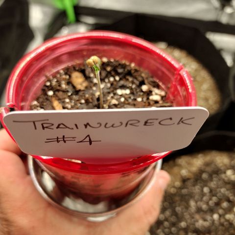 Trainwreck Auto growlog timeline photo
