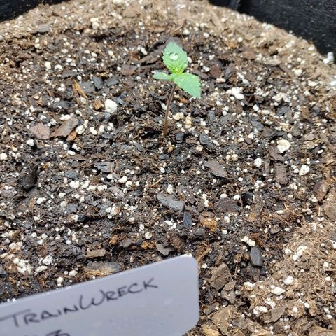 Trainwreck Auto growlog timeline photo