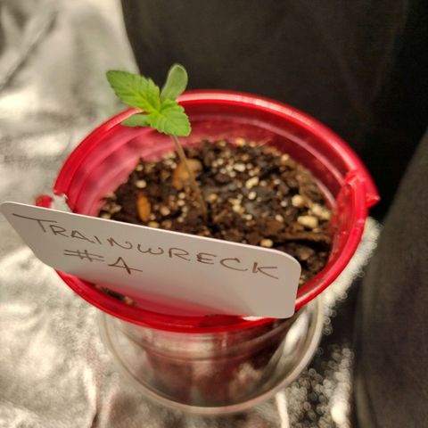 Trainwreck Auto growlog timeline photo