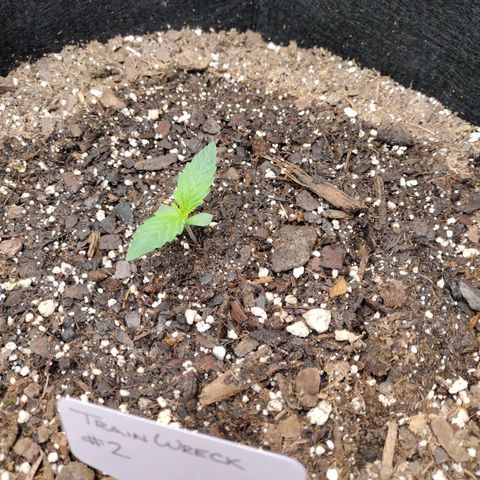 Trainwreck Auto growlog timeline photo