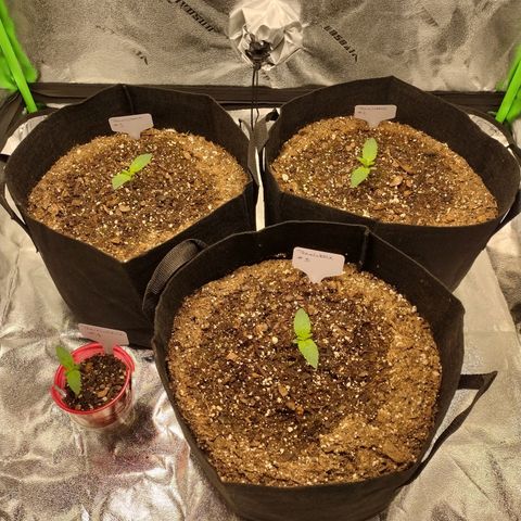 Trainwreck Auto growlog timeline photo