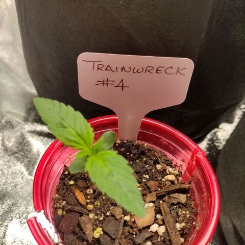 Trainwreck Auto growlog timeline photo