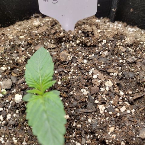 Trainwreck Auto growlog timeline photo