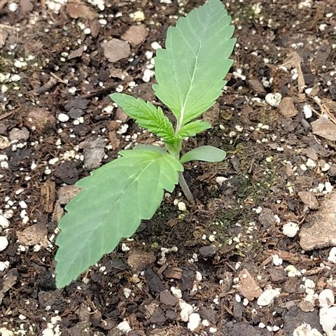 Trainwreck Auto growlog timeline photo