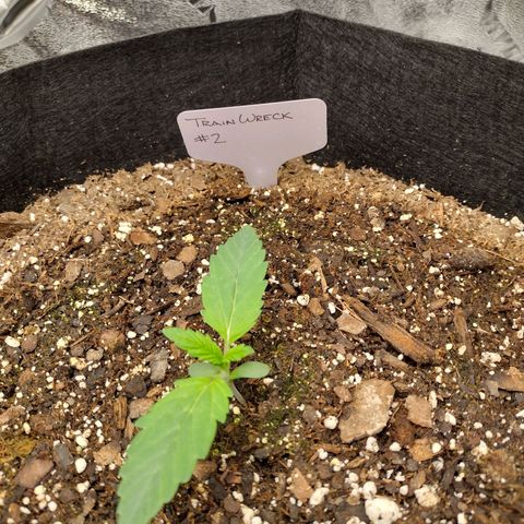 Trainwreck Auto growlog timeline photo