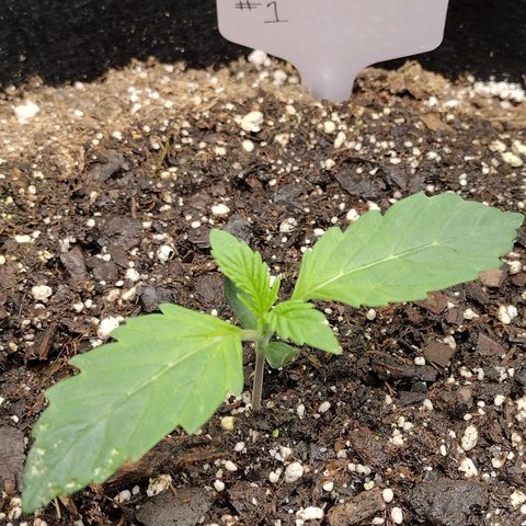 Trainwreck Auto growlog timeline photo
