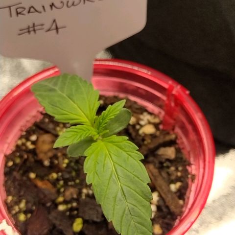 Trainwreck Auto growlog timeline photo