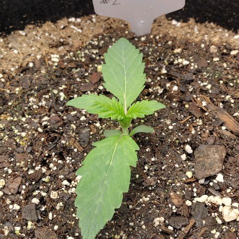 Trainwreck Auto growlog timeline photo