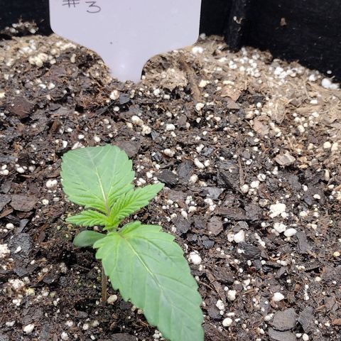 Trainwreck Auto growlog timeline photo