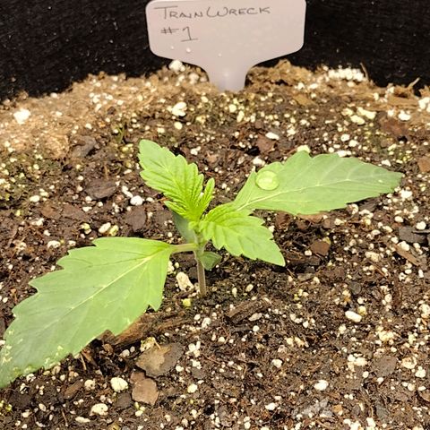 Trainwreck Auto growlog photo: Transplanted Smaller into final pot with ocean breeze soil